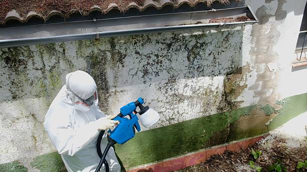 Trusted Attic Mold Removal service in Seminole, FL - Cheap Mold Removal